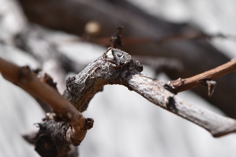 A Guide to Pruning Fruit Trees • Concepts App • Infinite, Flexible ...
